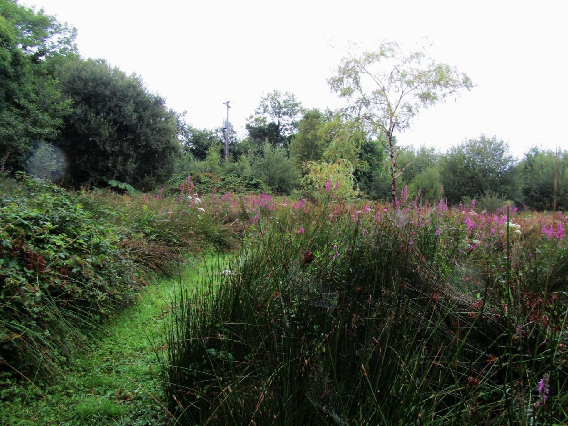 Kenmare Eco Lodge Dış mekan fotoğraf
