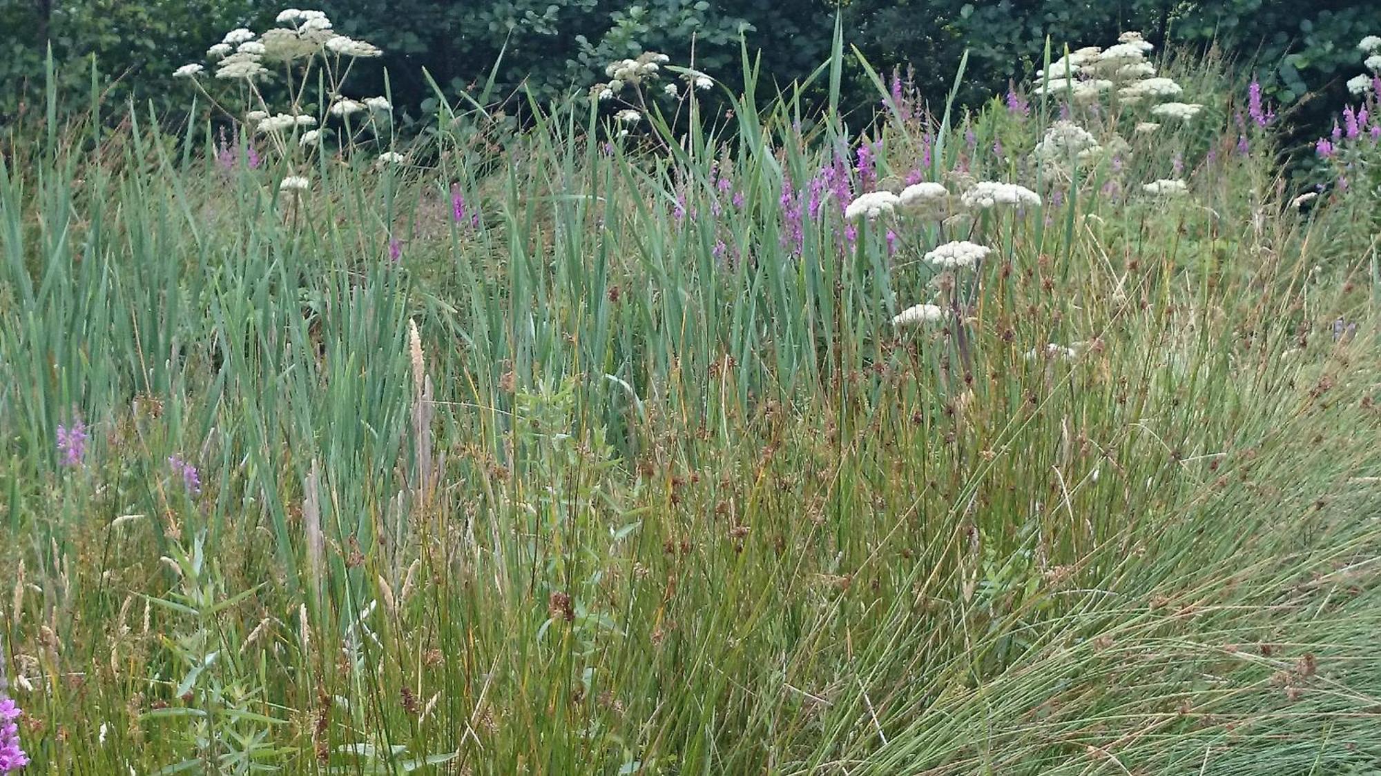 Kenmare Eco Lodge Dış mekan fotoğraf