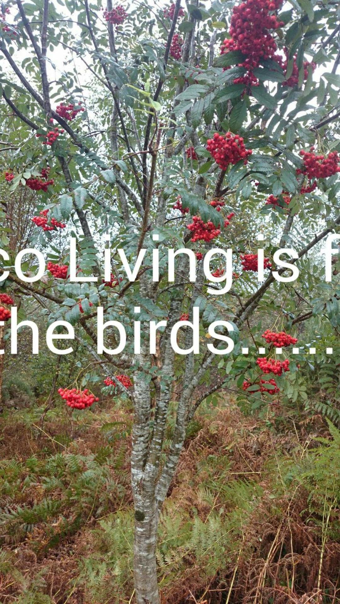 Kenmare Eco Lodge Dış mekan fotoğraf