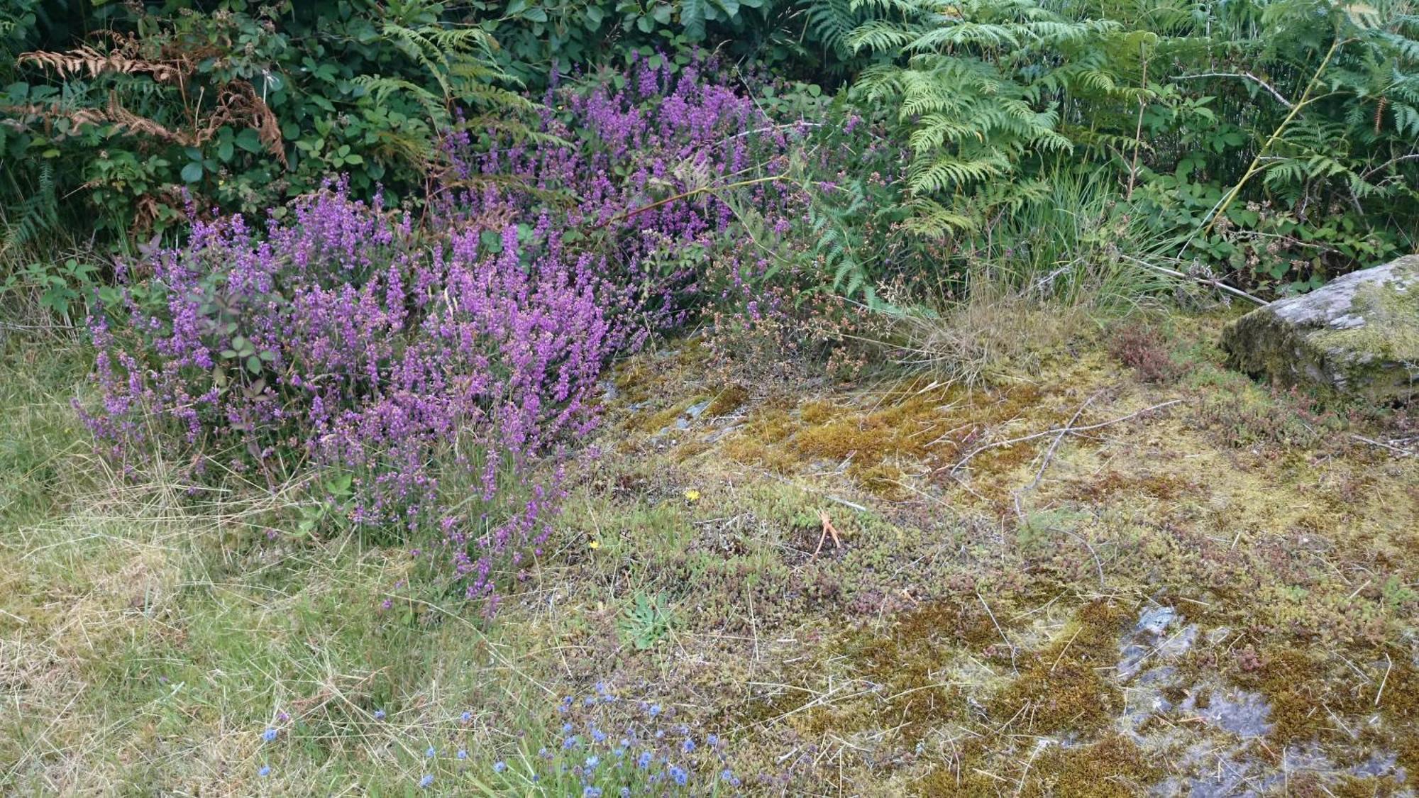 Kenmare Eco Lodge Dış mekan fotoğraf