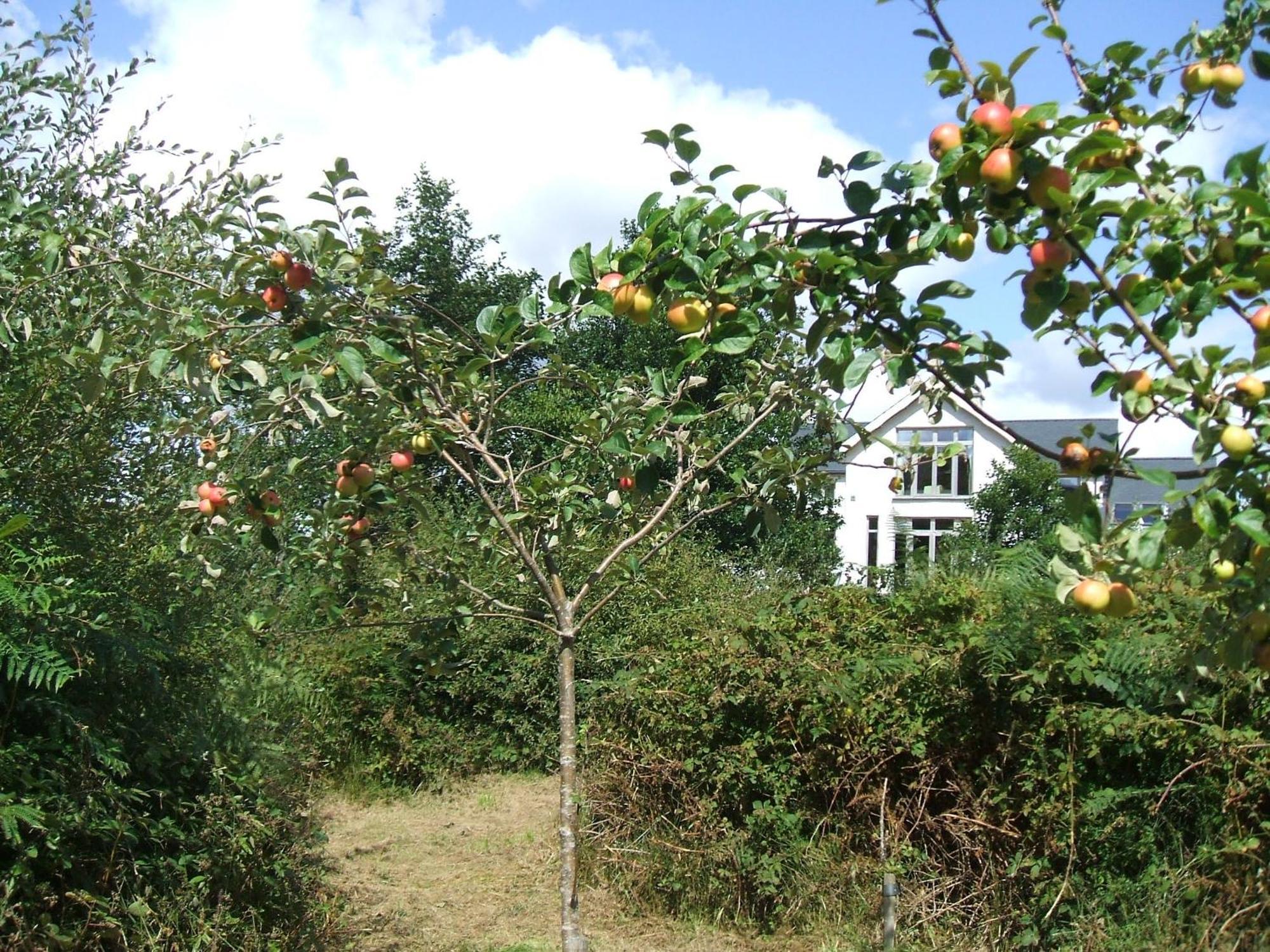 Kenmare Eco Lodge Dış mekan fotoğraf