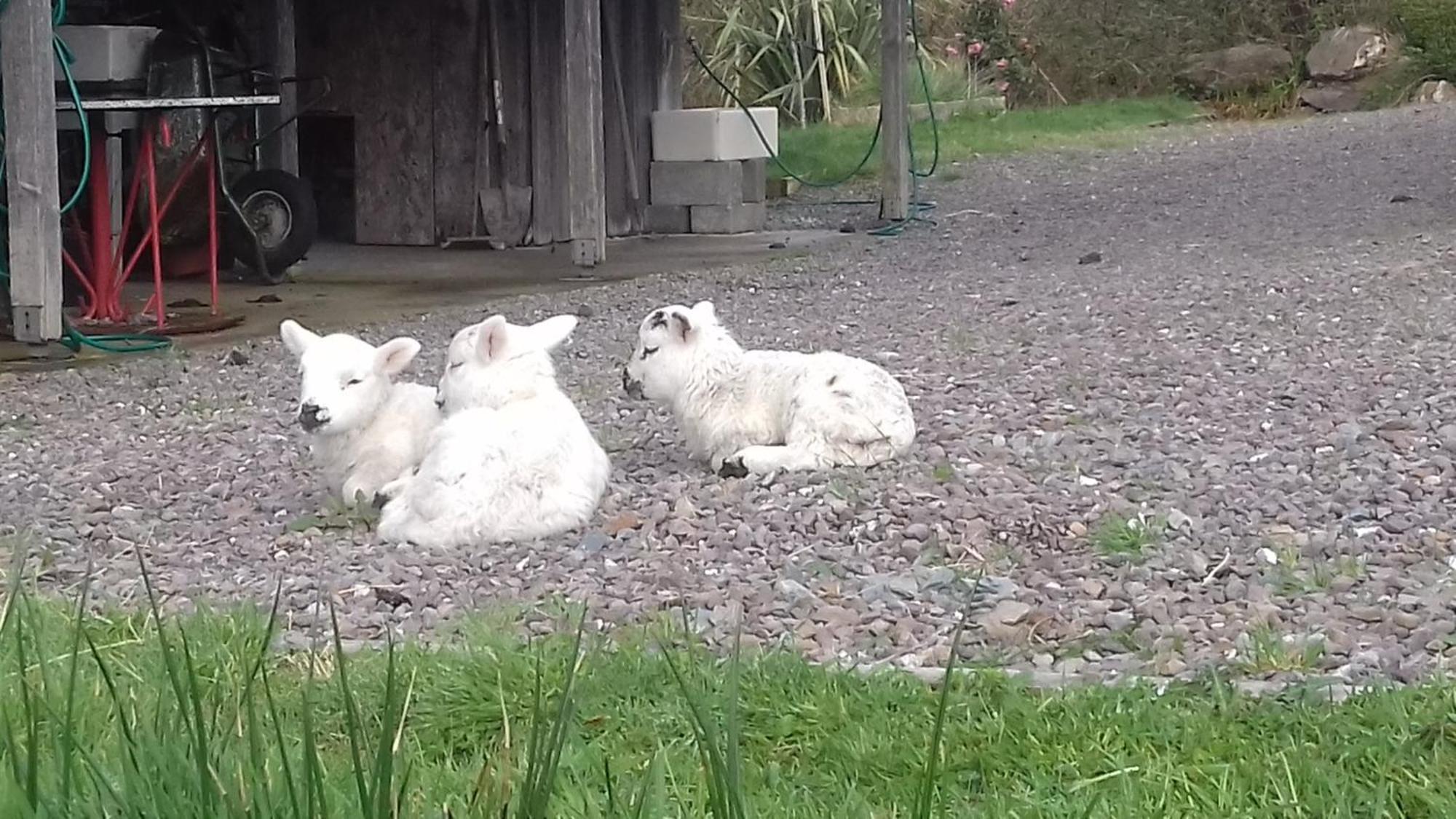 Kenmare Eco Lodge Dış mekan fotoğraf